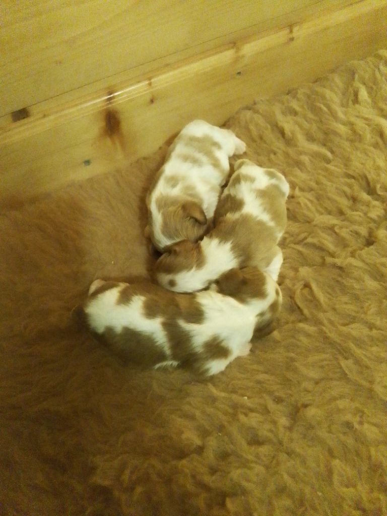 du Clos Bel'Alpe - Chiot disponible  - Cavalier King Charles Spaniel