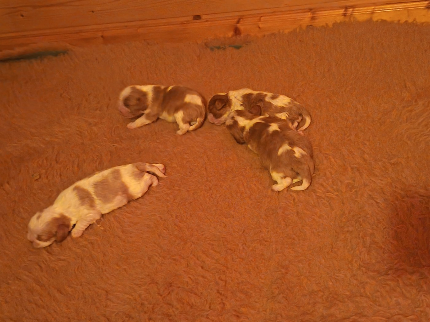 du Clos Bel'Alpe - Chiots disponibles - Cavalier King Charles Spaniel