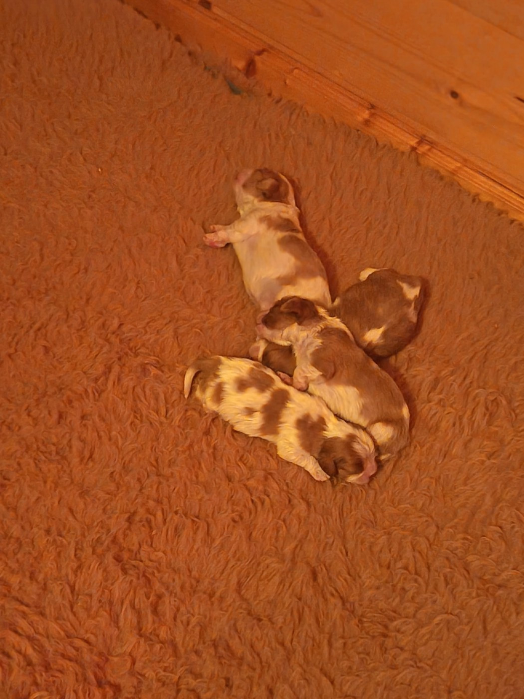 du Clos Bel'Alpe - Chiots disponibles - Cavalier King Charles Spaniel