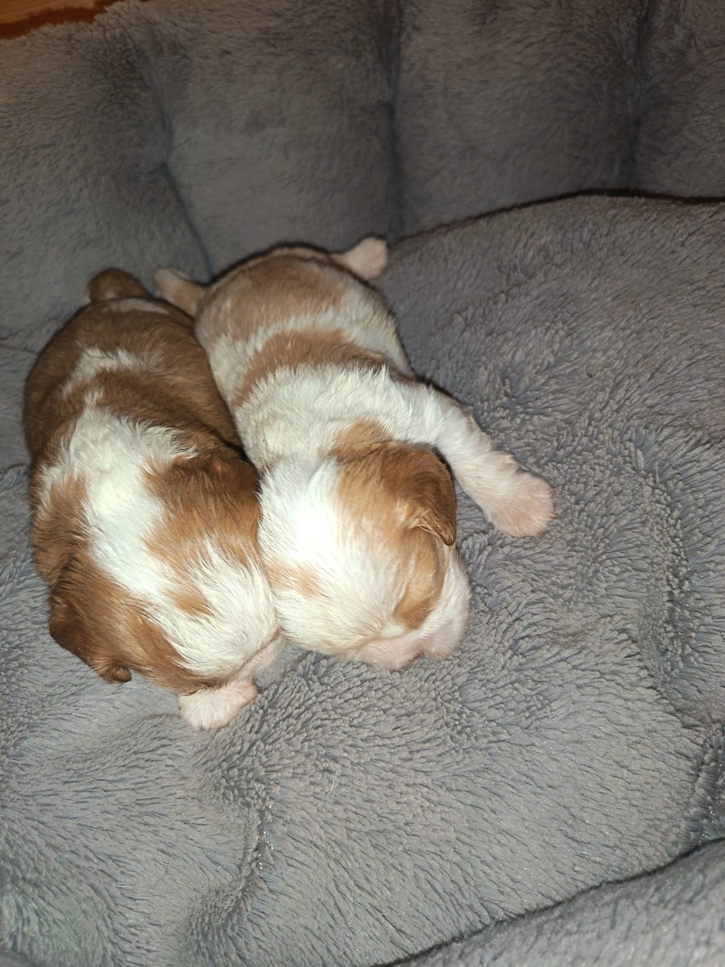 du Clos Bel'Alpe - Chiots disponibles - Cavalier King Charles Spaniel