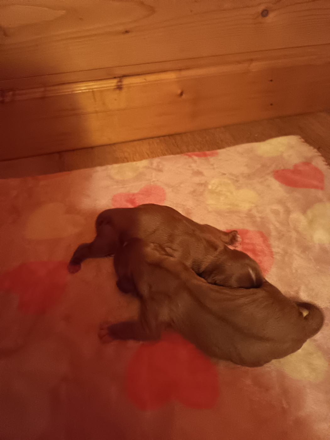 du Clos Bel'Alpe - Chiots disponibles - Cavalier King Charles Spaniel