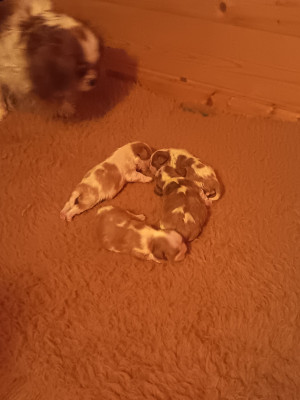 CHIOT 1