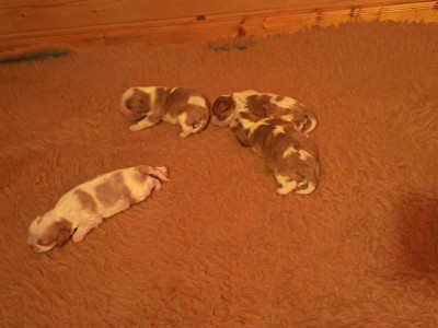CHIOT 2