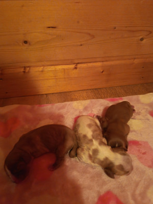 Chiot N°1