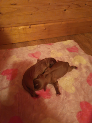 Chiot N°3